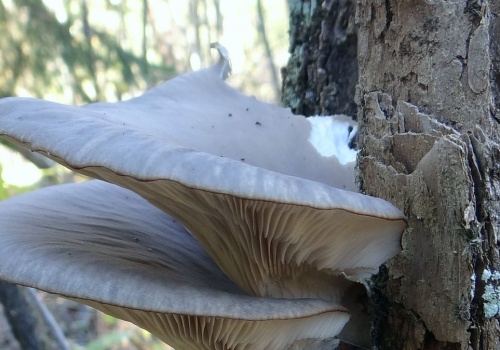 Ten grzyb pojawia się już w marcu. Smakuje lepiej niż prawdziwki