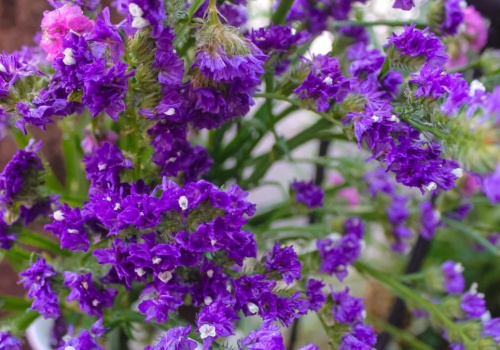 Ta letnia roślina już w marcu powinna trafić do donic. W ogrodzie zachwyci pięknymi kwiatami