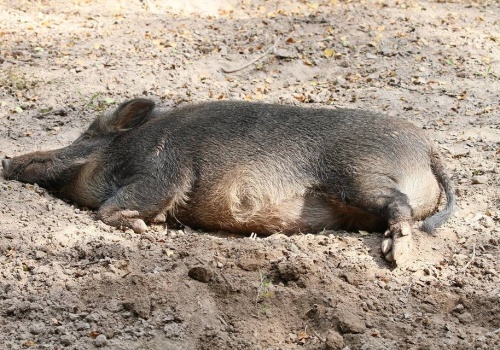 ASF w Hiszpanii wymyka się spod kontroli? Rośnie liczba zarażonych dzików