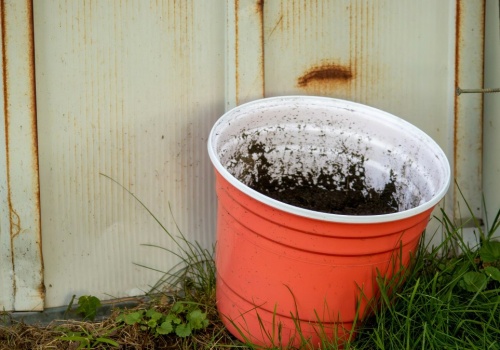 Żegnamy plastikowe doniczki. Unijny zakaz to absurd?