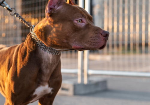 Zeszpecona twarz kobiety i poważne obrażenia ciała po ataku amstaffa. Prokuratura stawia zarzuty