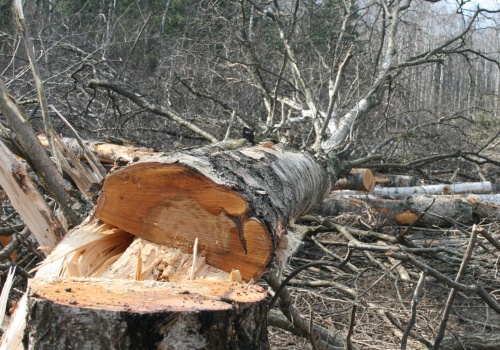 Ruszyły prace przy obwodnicy. Wiemy, kiedy pojadą nią samochody