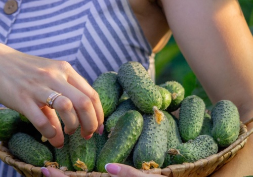 Te ogórki są najlepsze do kiszenia. Jedna odmiana bije inne na głowę