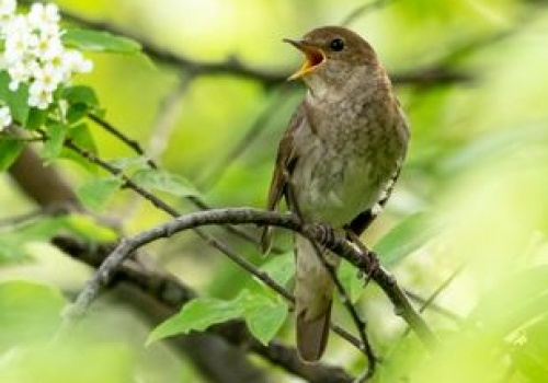 Wiosenny śpiew ptaków: co naprawdę oznaczają ich poranne 