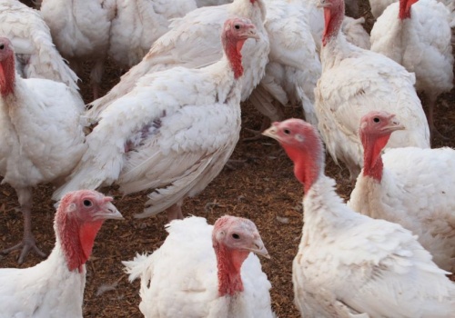 Grypa ptaków nie odpuszcza. Polska z nowymi ogniskami