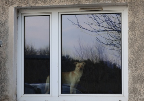 Chude psy było widać przez okno. Służby nie miały wątpliwości