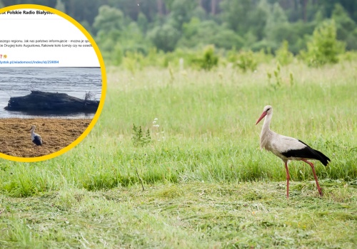 Wcześniej niż zwykle dotarły na 