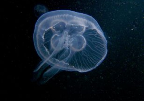 Tysiące zwierząt poleciały w kosmos. Wróciły dziesiątki tysięcy