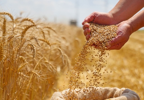 Polska szuka nowych rynków dla zboża. Które kraje są na celowniku?