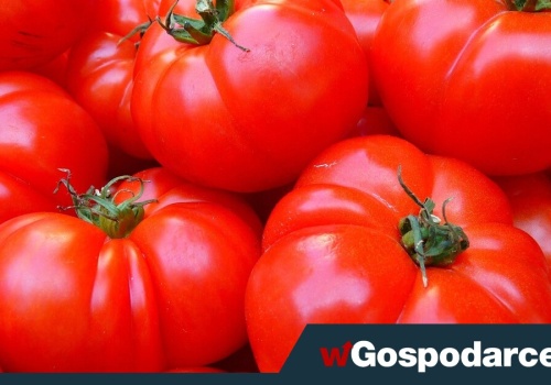 Szalony apetyt na pomidory i szalone ceny