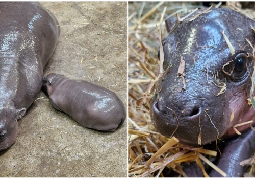 Słodka niespodzianka w gdańskim zoo. Na świat przyszła hipopotamka
