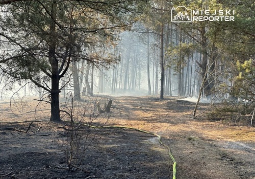Duże pożary łąk i lasów. W akcji kilkadziesiąt zastępów straży pożarnej!