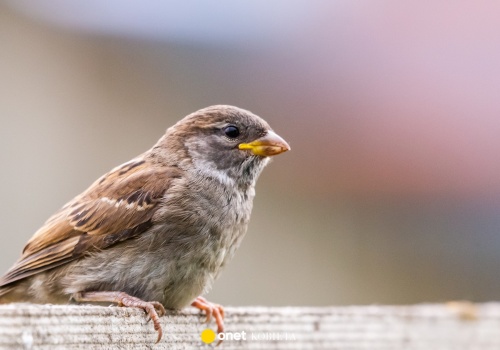 Wróble znikają z polskiego krajobrazu. Eksperci: takie będą skutki