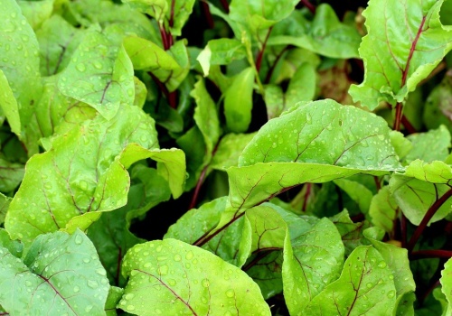 Sprytny trik w uprawie buraków. Posadź obok nich te rośliny