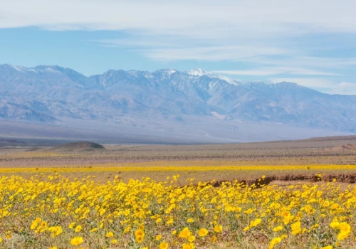 Ewenement w Dolinie Śmierci. Tego zjawiska nie widziano od dekady