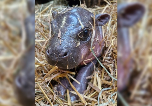 Radosne chwile w gdańskim ZOO! Narodził się rzadki ssak