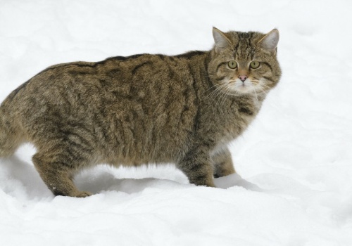 Leśnicy wrzucili niezwykły filmik. 