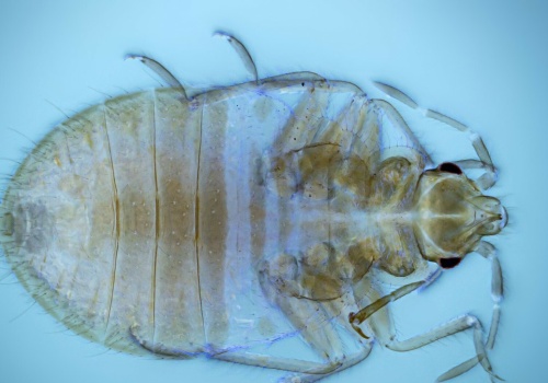Ludzie ich nie znoszą. Nagle odkryto, czego naprawdę boją się pluskwy