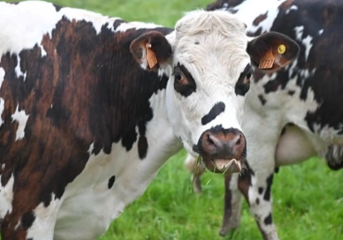 Unia nie tylko nie rezygnuje z „ambitnych celów klimatycznych” ale je zaostrza