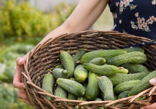 Kup w aptece i spryskaj ogórki. Będziesz je zbierać z grządek wiadrami