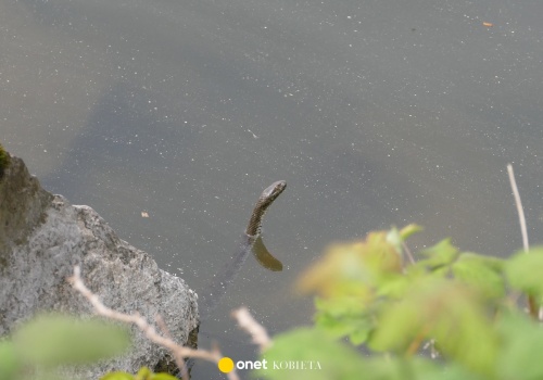 Nowy gatunek węża zadomawia się w Polsce. Potrafi nurkować na 17 metrów