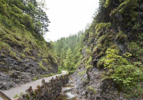 Dzika przyroda blisko Zakopanego. Idealna trasa na wędrówkę całą rodziną