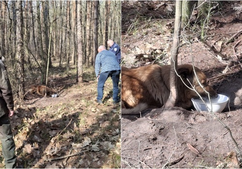 Pies zaplątany w łańcuch konał w lesie. Czworonoga znalazł leśniczy