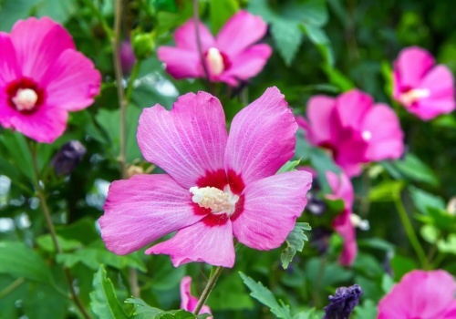 Zrób to z hibiskusem w marcu. Latem będzie uginał się od kwiatów