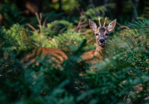 Uwaga na dzikie zwierzęta na drogach. Policja apeluje o ostrożność