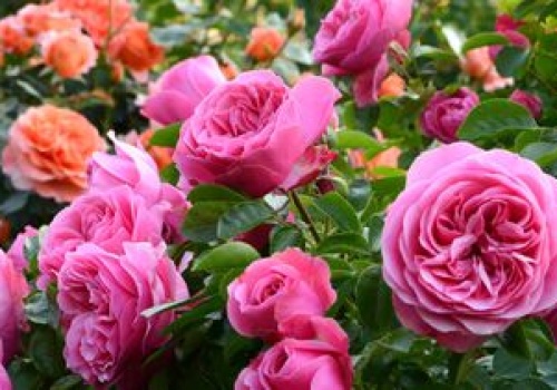 Nie przegap ważnego zabiegu. Róże będą uginać się od kwiatów