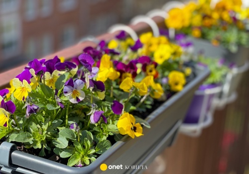 Te kwiaty posadź już w marcu. Są odporne na kaprysy pogody