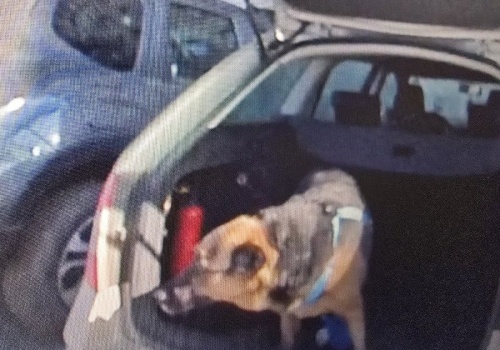 Zauważyła psa zamkniętego w aucie. To, co wydarzyło się później, łapie za serce