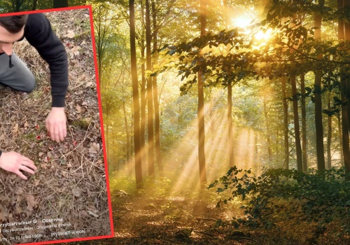 Grzybiarz rozgarnął liście. Aż przecierał oczy ze zdumienia. 