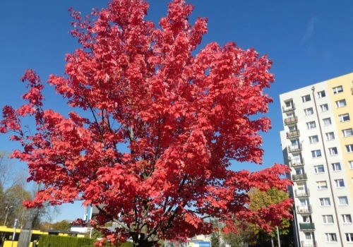 Klon czerwony – Acer rubrum
