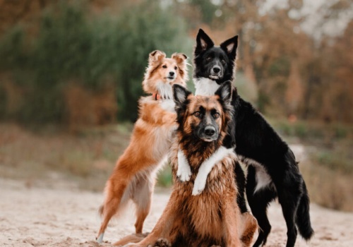 Nawet 5000 zł kary dla opiekuna psa. Sprawdź, jak uniknąć grzywny!