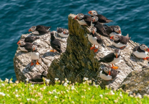 Zamieszkaj na wyspie. Jest tylko jeden warunek