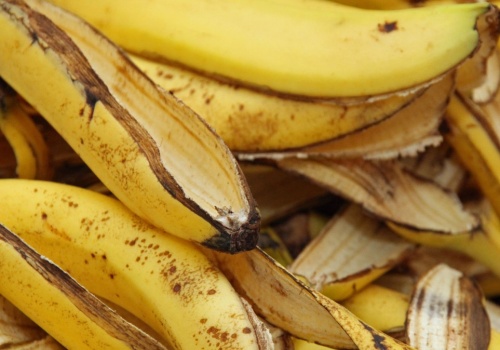 Banany już raz zniknęły. Cały świat opiera się na jednej odmianie