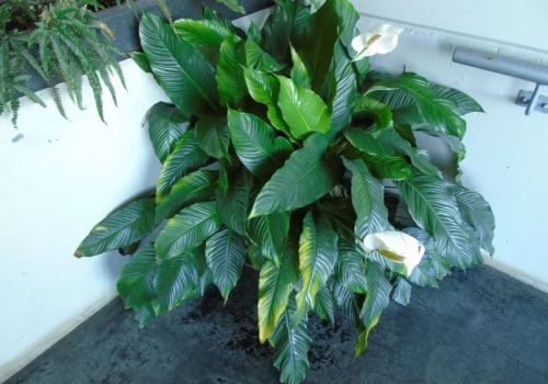 Wlej szklankę do skrzydłokwiatu, a wnet wypuści nowe pąki