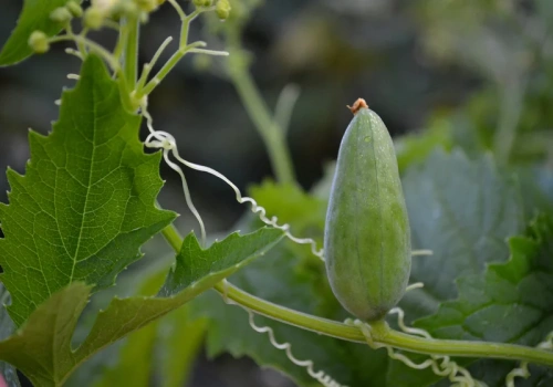 Posadź tę roślinę przy płocie. W kilka tygodni stworzy zieloną ścianę pełną chrupiących owoców