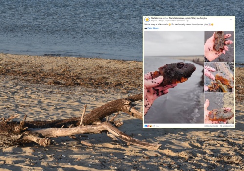 Niezwykłe znalezisko przy plaży w Mikoszewie. Wyłowił je z Bałtyku