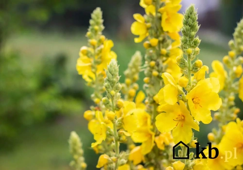 Ta roślina była symbolem babcinych ogrodów. Ma bardzo dziwną nazwę