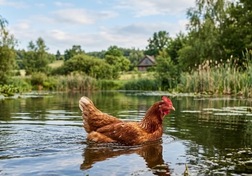 Prof. Stefan Niesiołowski: Oczekiwanie, że Nawrocki jest patriotą, to jakby czekać, że kura nauczy się pływać