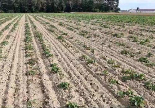 Biorozwiązania w praktyce – realne efekty zastosowania preparatów mikrobiologicznych