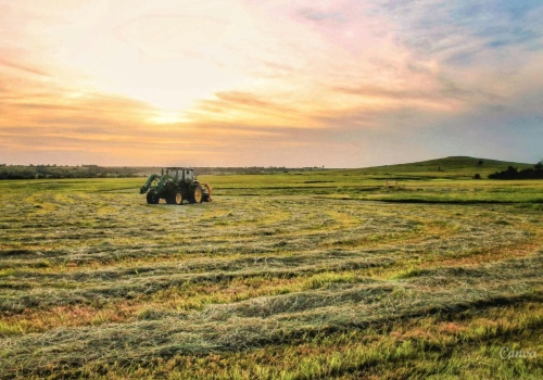 Jak przezimowały zboża i rzepaki na świętokrzyskich polach?