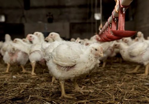 Kolejne ogniska rzekomego pomoru drobiu. GIW aktualizuje mapę