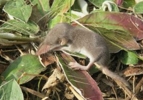 Jest jadowita. Nigdy nie zabijaj, gdy zauważysz w ogrodzie