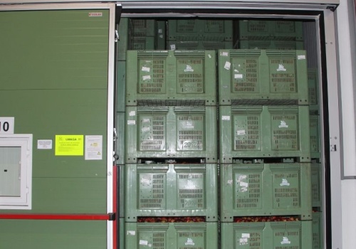 Zapasy polskich jabłek ogromne. Sprzedaż słaba, cena niska