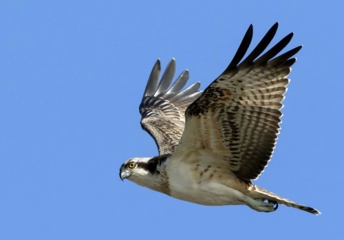 Rybołów to okazały ptak i utalentowany drapieżnik. Czym się wyróżnia?