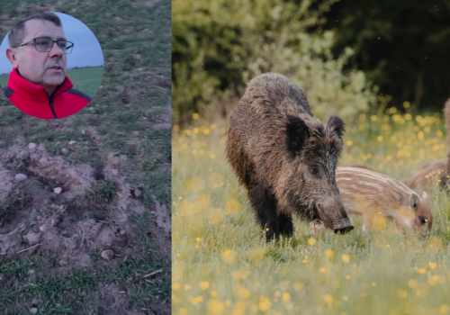 Rolnicy alarmują: dziki niszczą pola, a polować nie wolno. Spór o ASF narasta