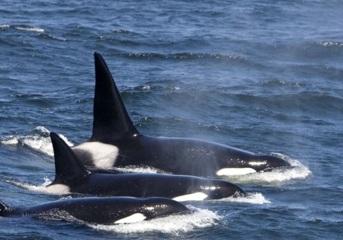 W Rosji znaleźli bardzo pokaleczone orki. Powód tych ran szokuje